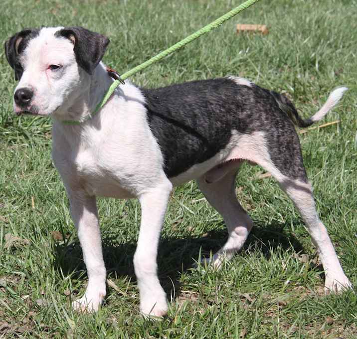 Photo of Ruger (Photos 3/25/2024)