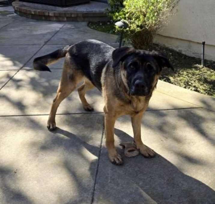 Photo of Bandit