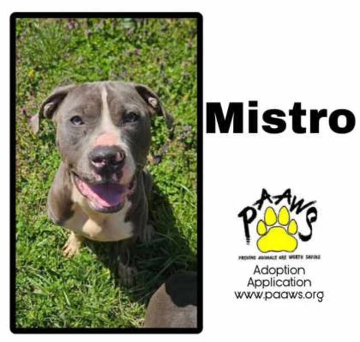 Photo of Mistro