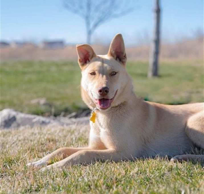 Photo of Cheeko