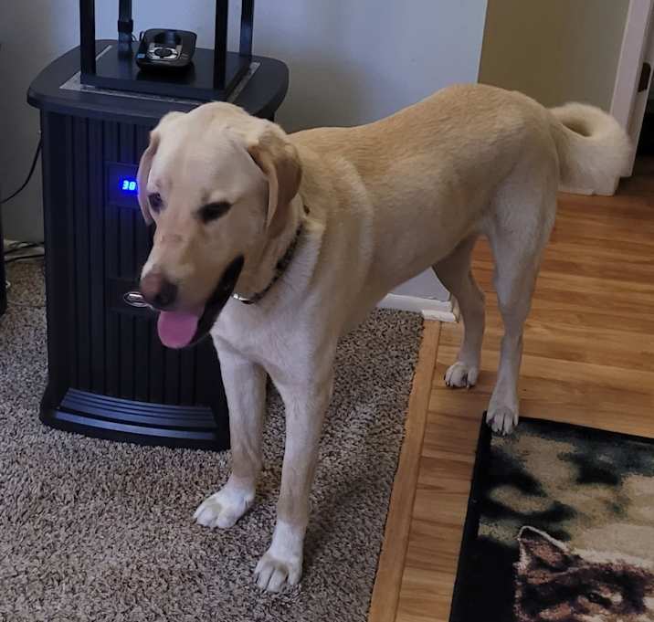 Photo of Rosco and Rusty