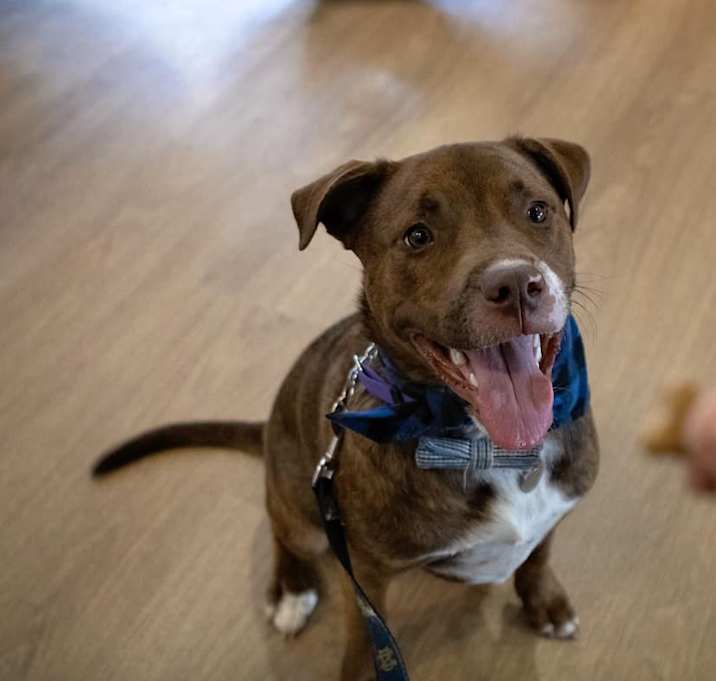Photo of Milo