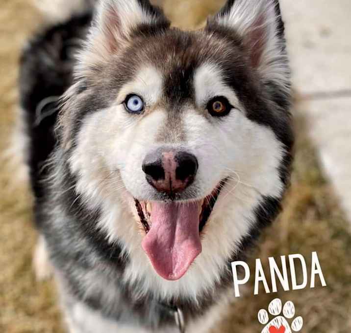 Photo of Panda