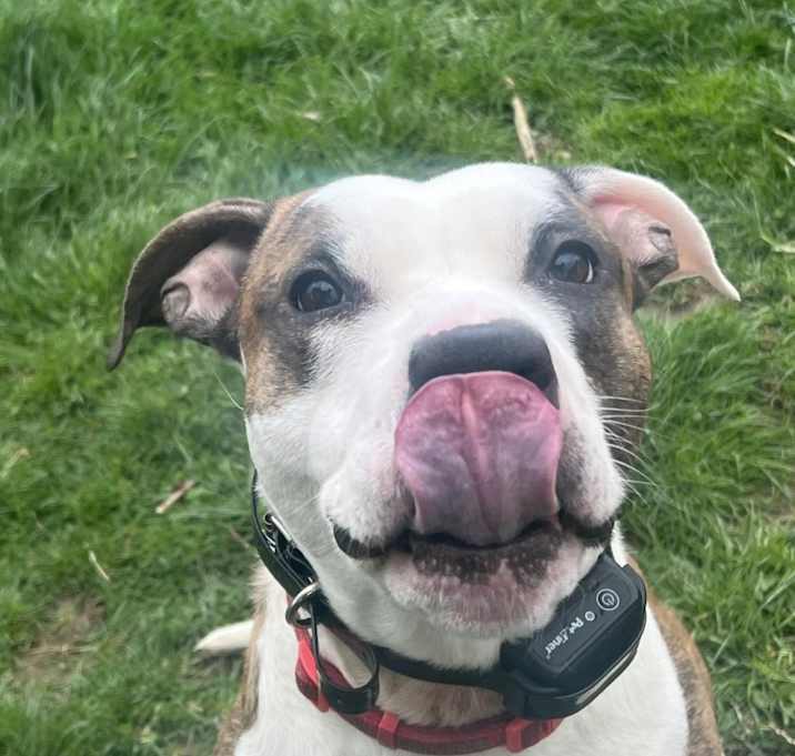 Photo of Whiskey