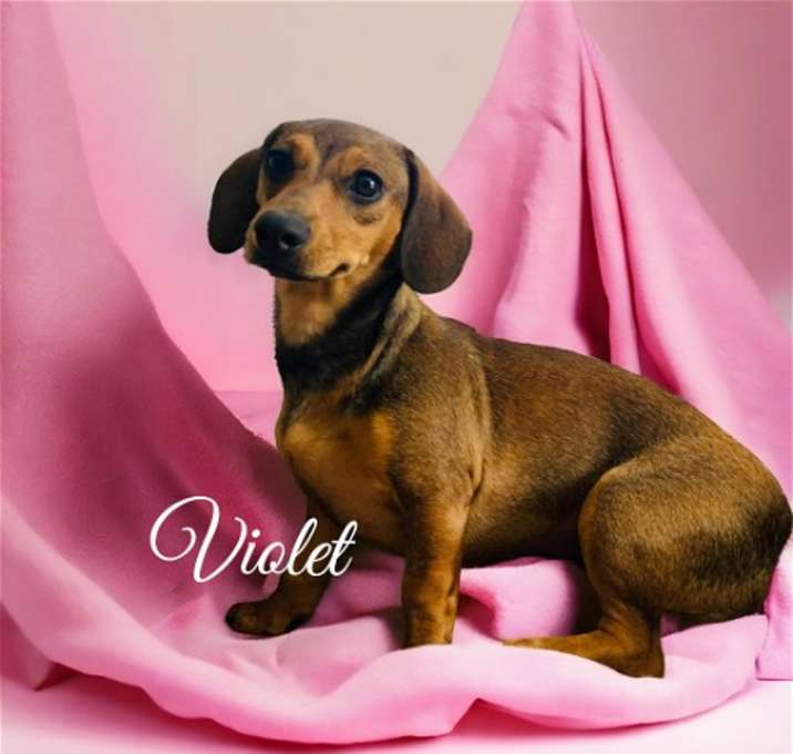 Photo of Violet