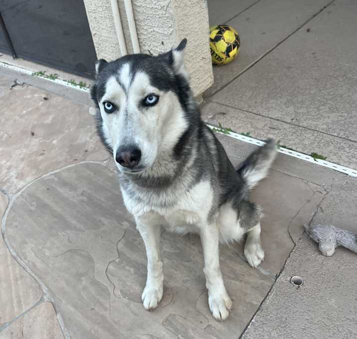 Photo of Dakota