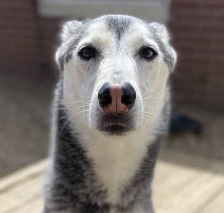 Photo of Nova