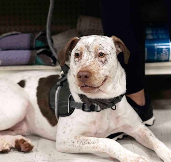Photo of Dexter