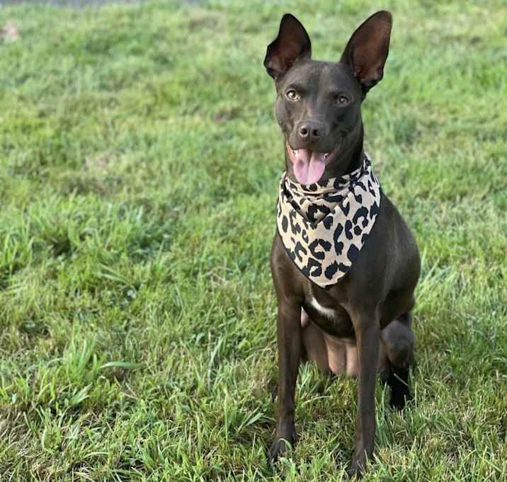 Photo of Java Hershey