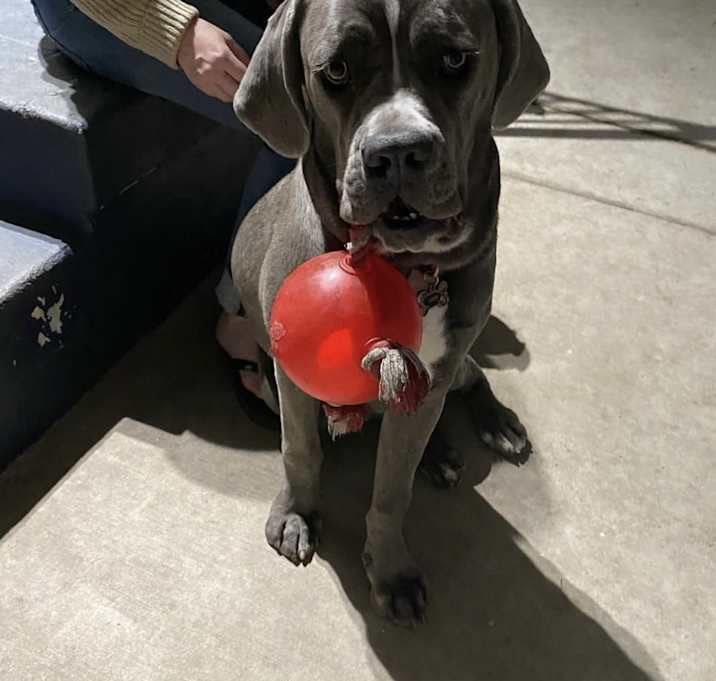 Photo of Luna