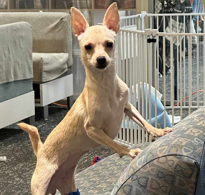 Photo of Roo