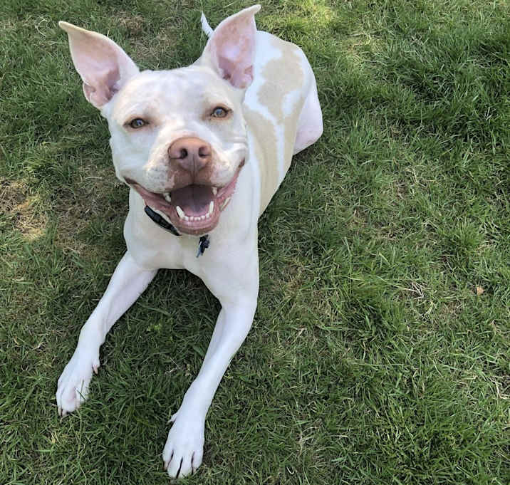Photo of Casper - AVAILABLE