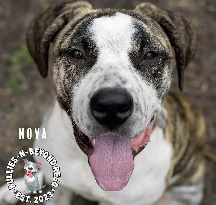 Photo of Nova