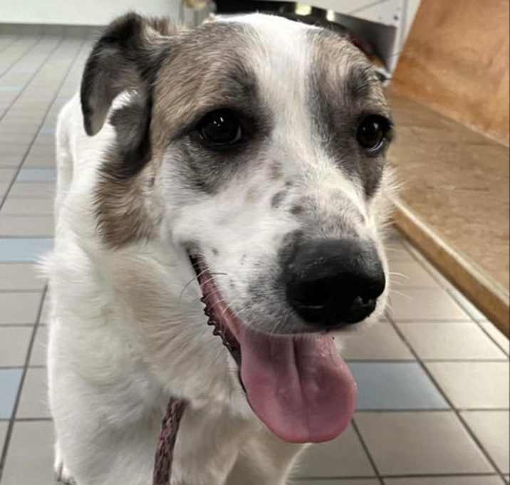 Photo of Ms. Lady the Great Pyrenees in Texas
