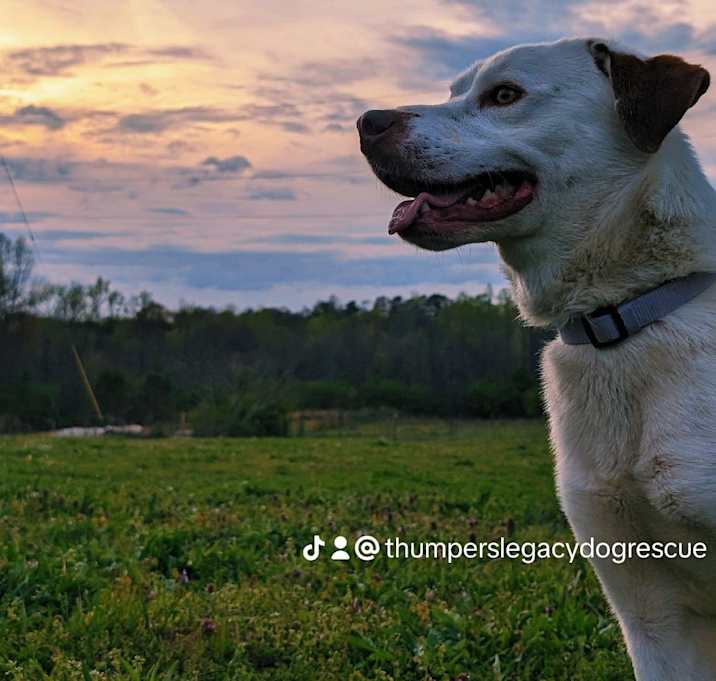 Photo of Shaggy