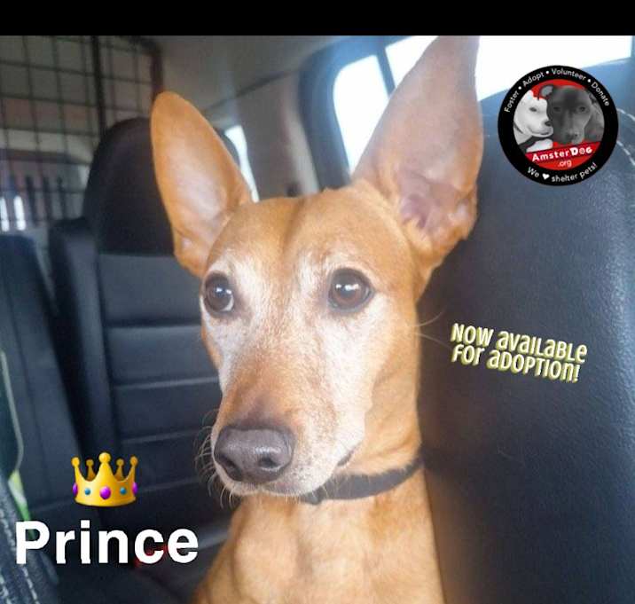 Photo of Prince