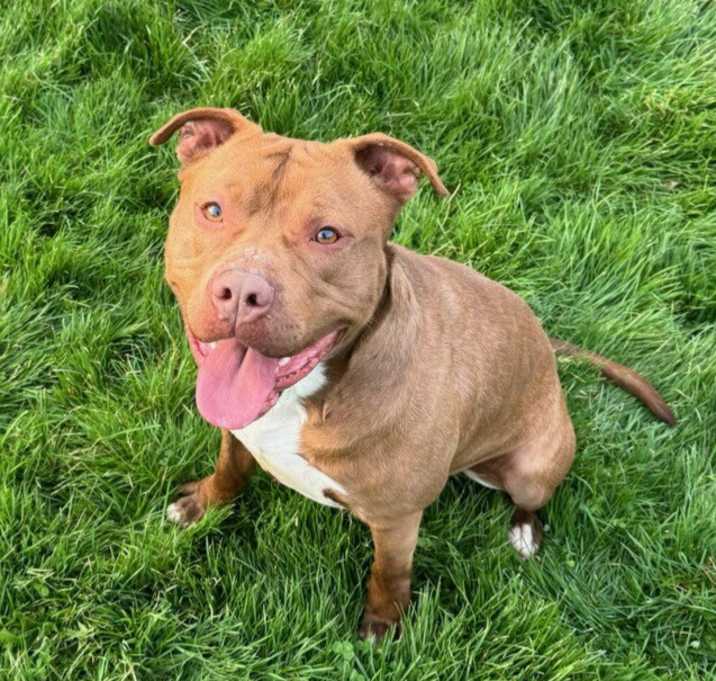 Photo of Vixen