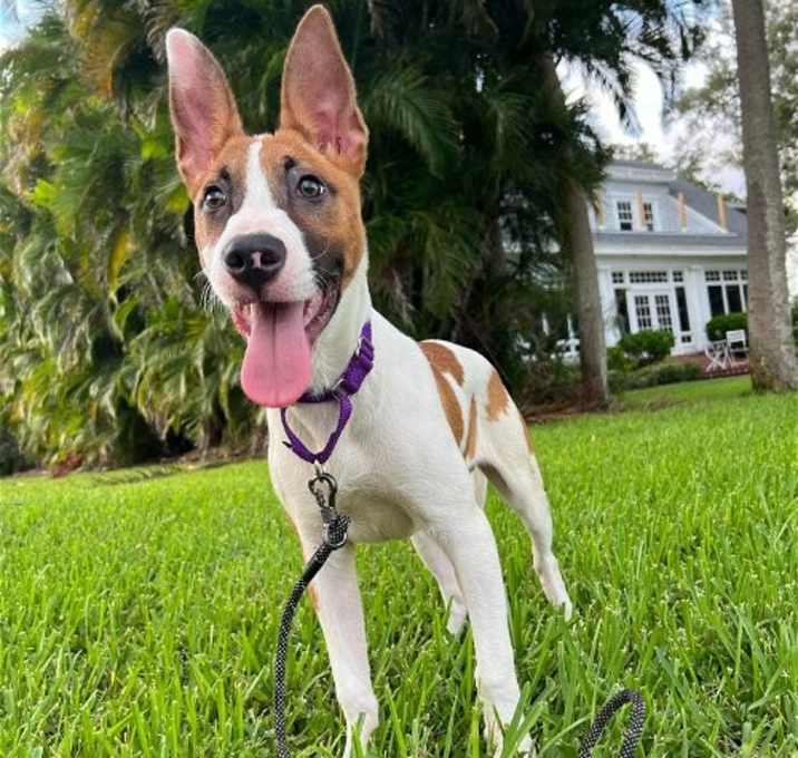 Photo of David G. (pup of Phoenix)
