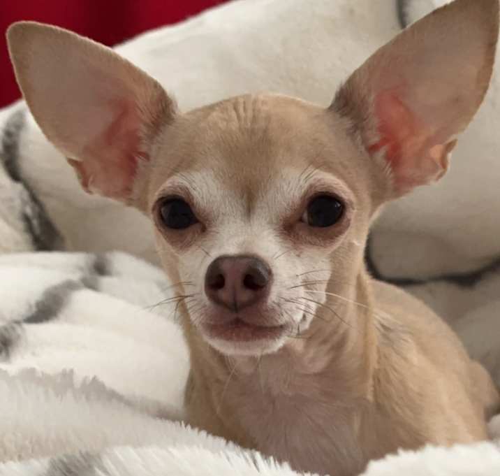 Photo of Chiko