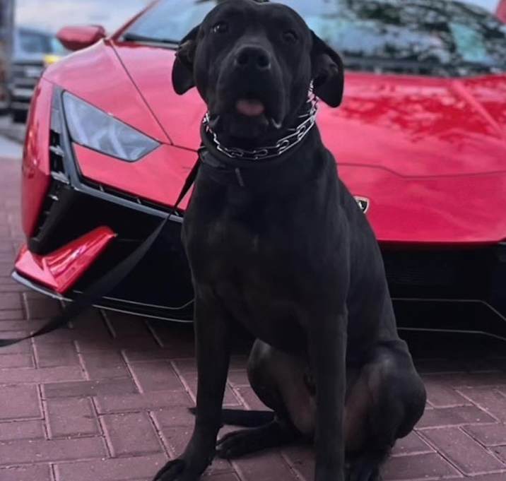 Photo of Champ