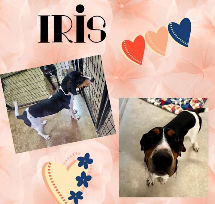 Photo of Iris
