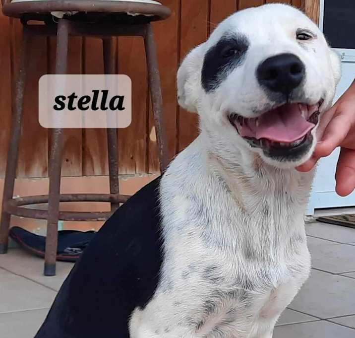 Photo of Stella