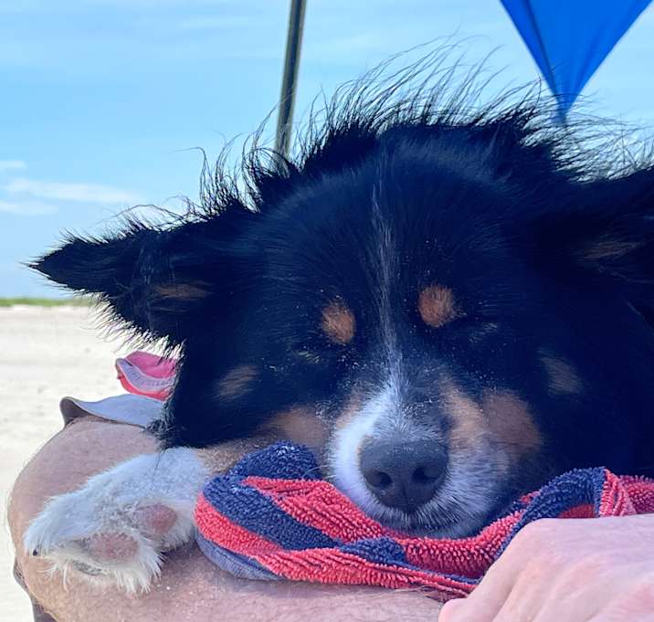 Photo of Kodi