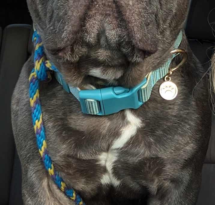 Photo of Handsome Chance