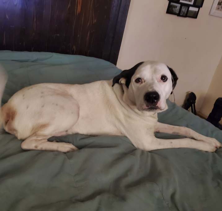 Photo of Rocket