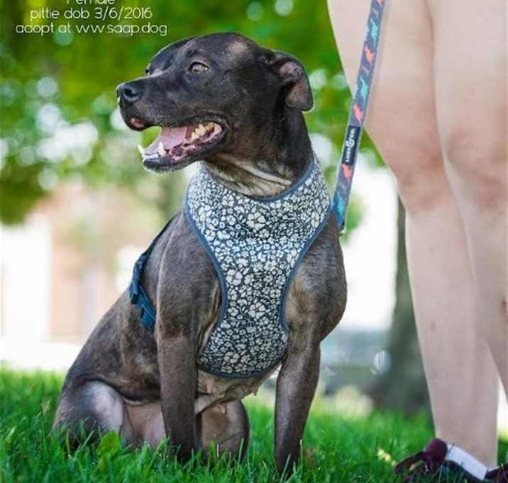 Photo of Balou