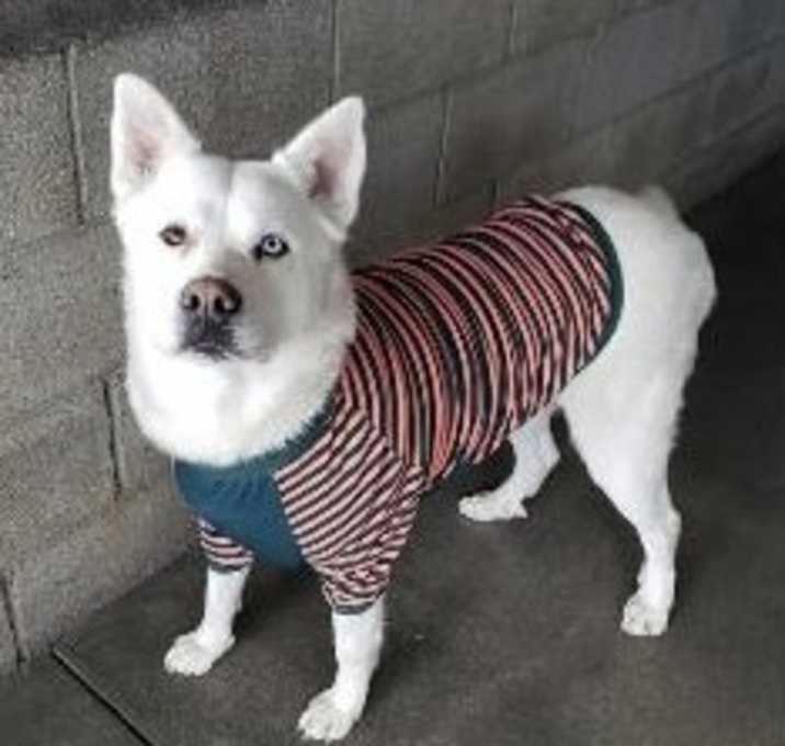 Photo of Blue