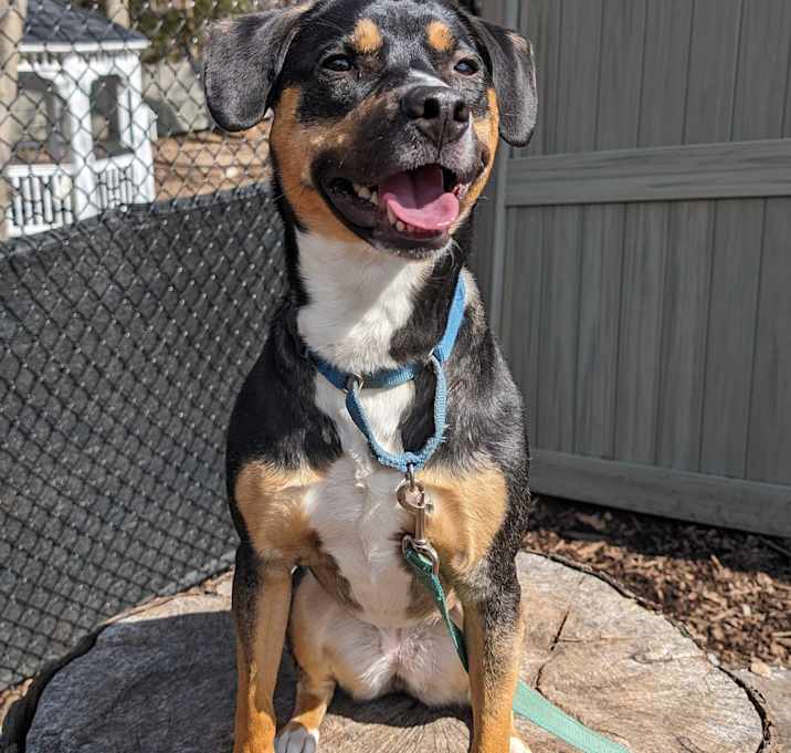 Photo of Layla