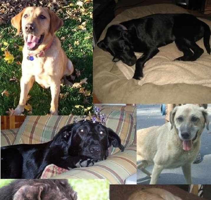 Photo of Foster Dog Blog