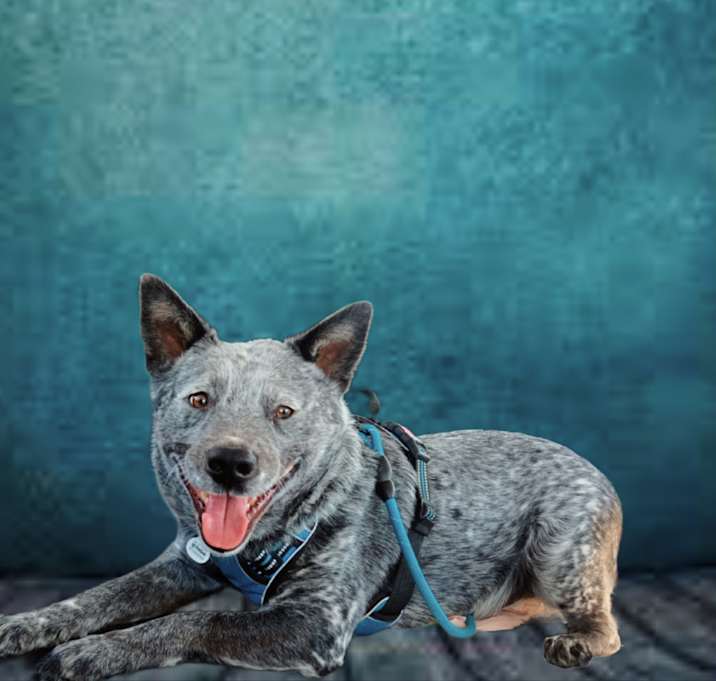 Photo of Maverick