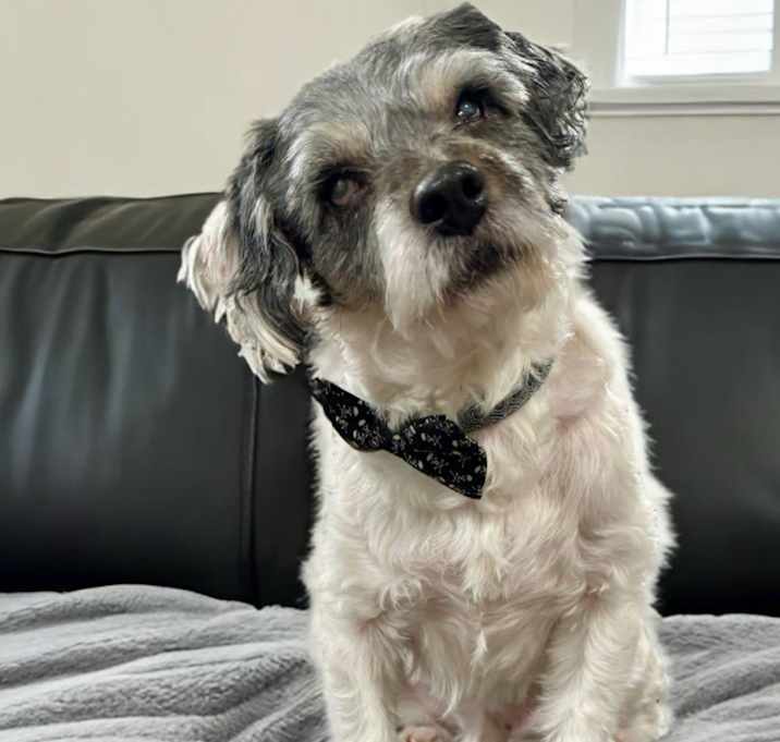 Photo of Jack (CA) adoption pending!