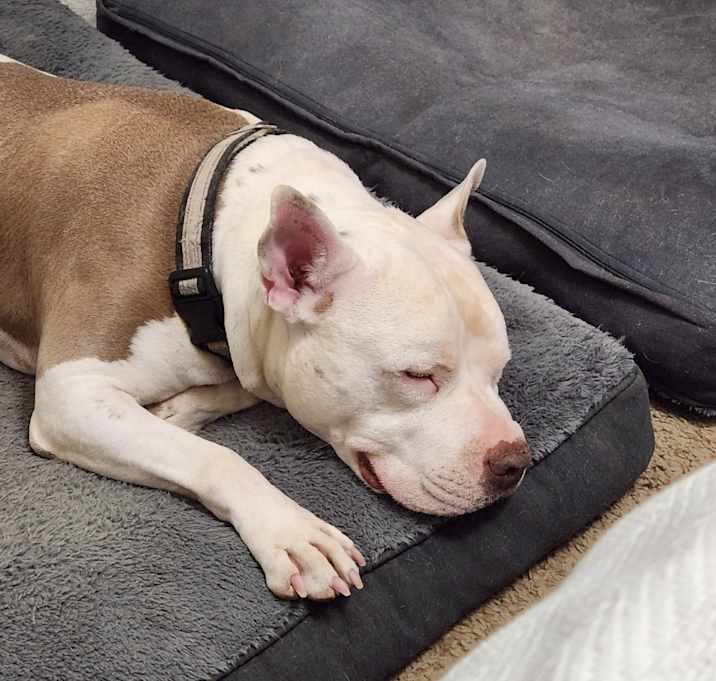 Photo of Loki
