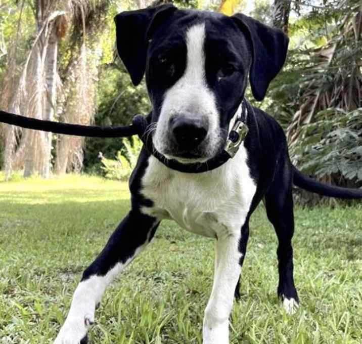 Photo of JUNIOR