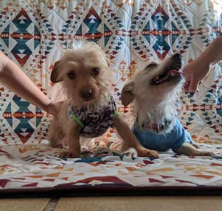 Photo of Luna & Sol - small breed:)