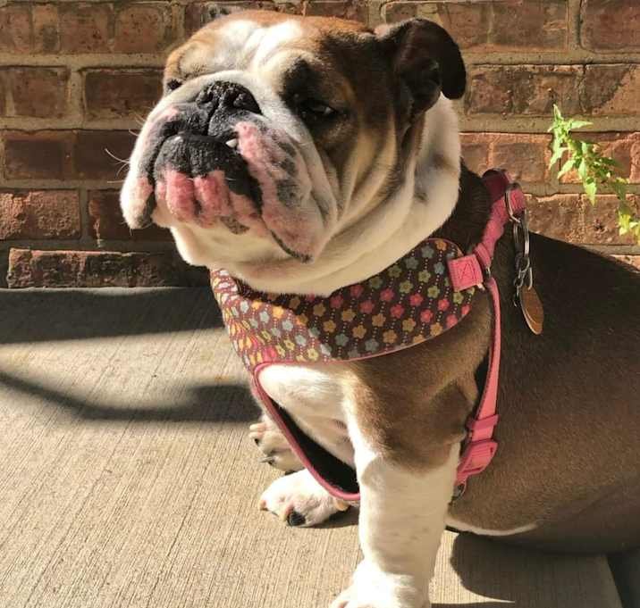 Photo of Boo