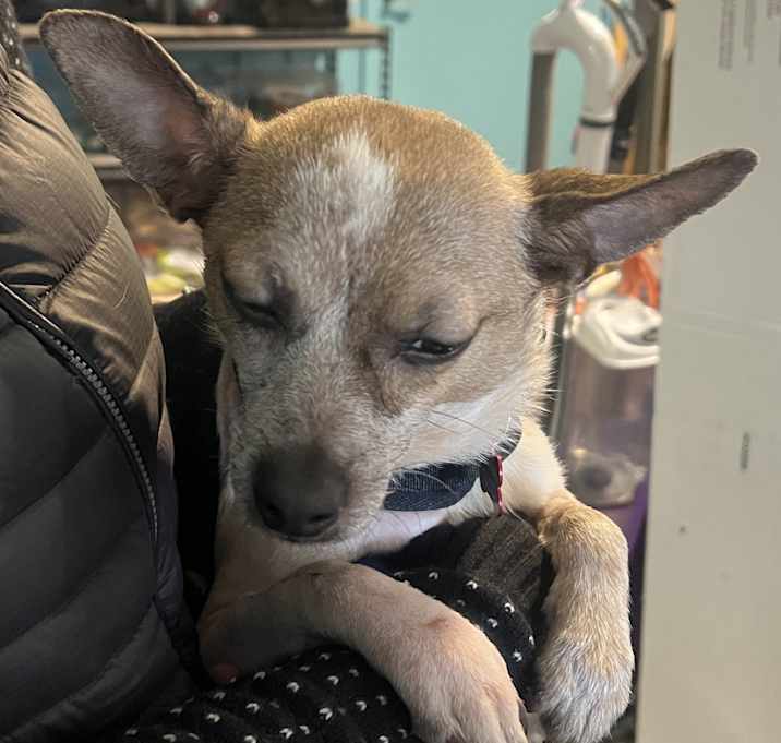 Photo of Huck