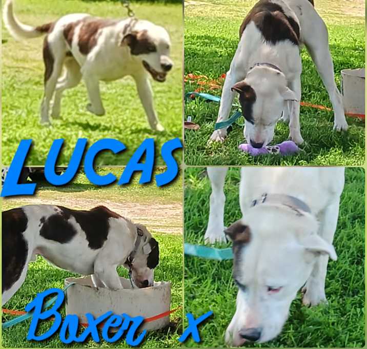 Photo of Lucas
