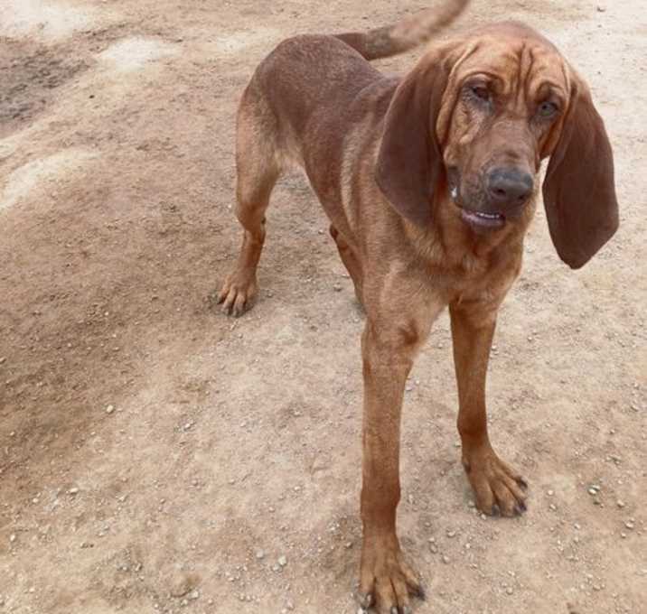 Photo of Red - ADOPTED 11/5/24
