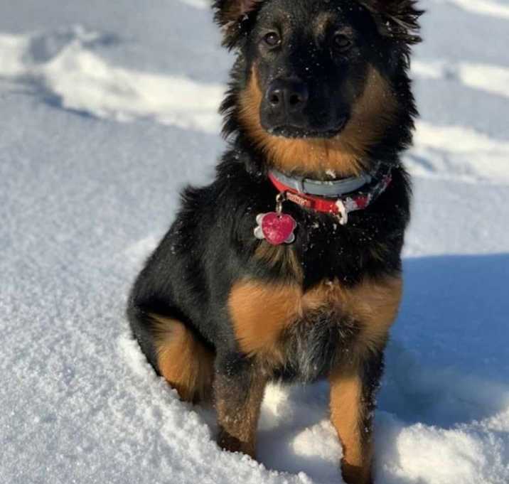 Photo of Bailey