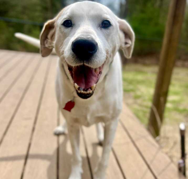 Photo of Knox
