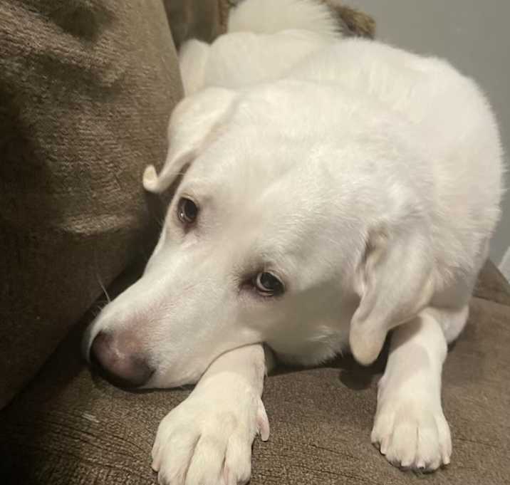 Photo of Lulabelle