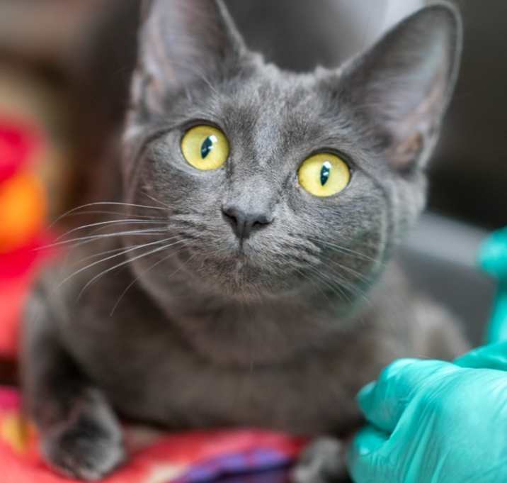 Photo of Bronx