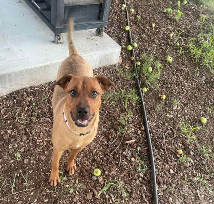 Photo of Ginger