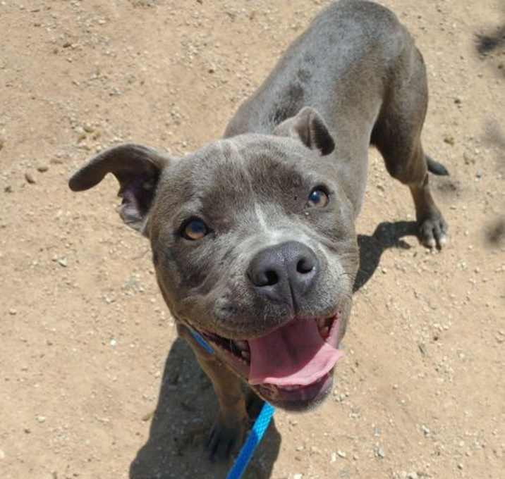 Photo of Sadie-ADOPTED 1/25