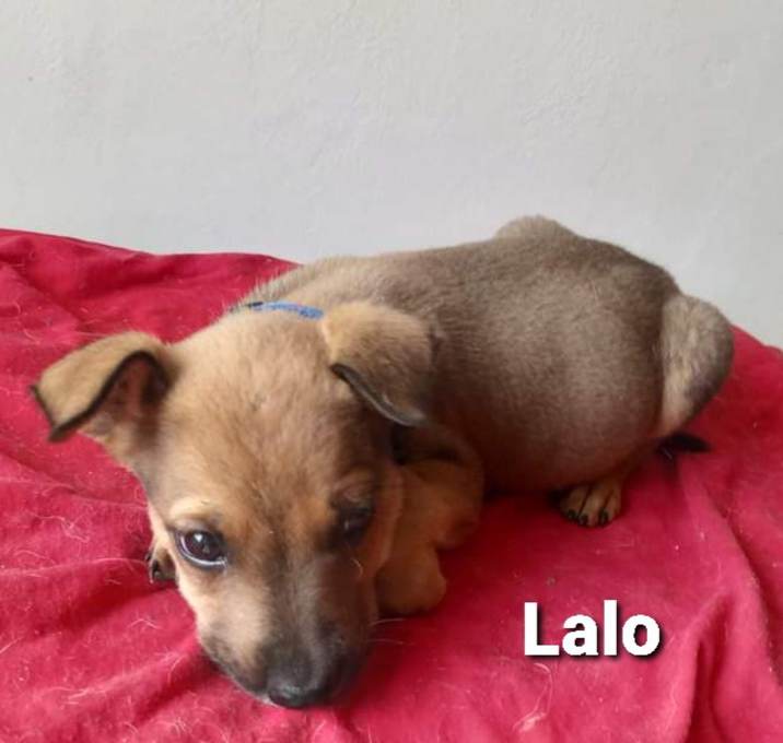 Photo of Lalo