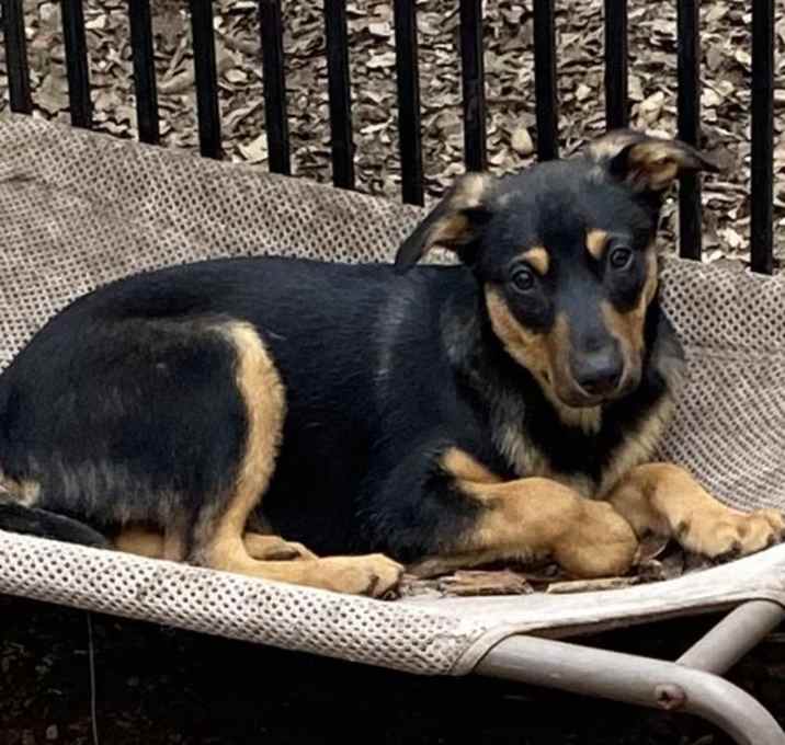 Photo of Rosco